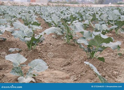 Broccoli Farm for Harvest are Cash Crops Stock Image - Image of ...