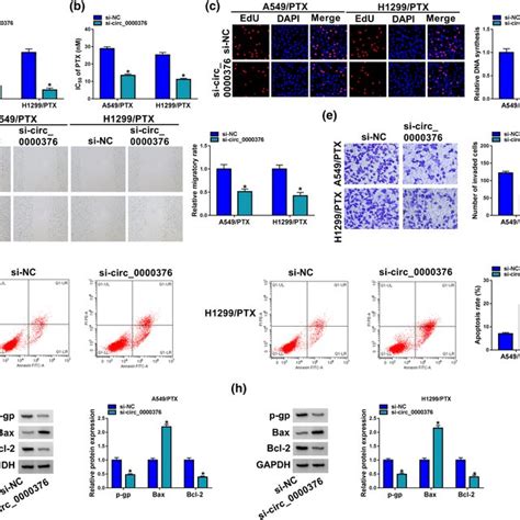 Circ Knockdown Mitigated Paclitaxel Ptx Resistance Repressed