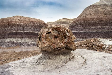 Petrified Forest National Park Animals