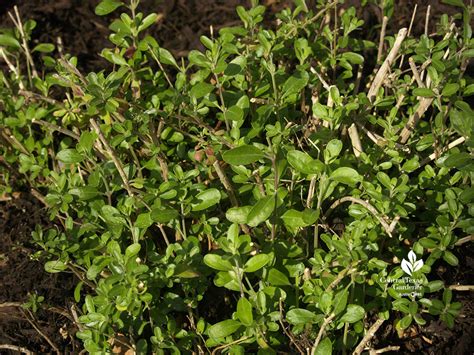 Winter Pruning Autumn Sage Mealy Blue Sage Central Texas Gardener