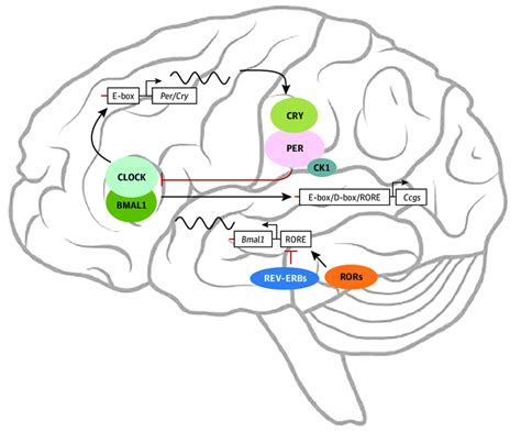 Figure Core Circadian Transcriptional Translational Feedback Loops A