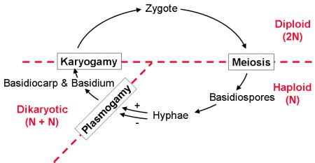 reading fungi biology libretexts