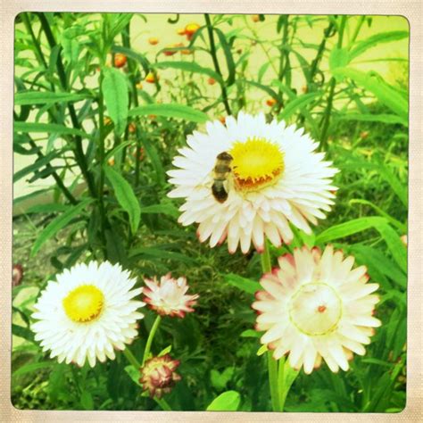 National Botanic Gardens, Wales. Botanical Gardens, Wales, Photographs ...