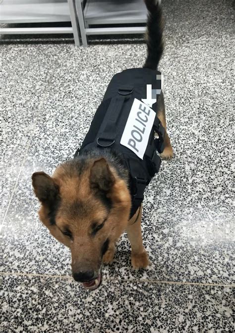 Canine (K9) bulletproof vest - EDI - USA