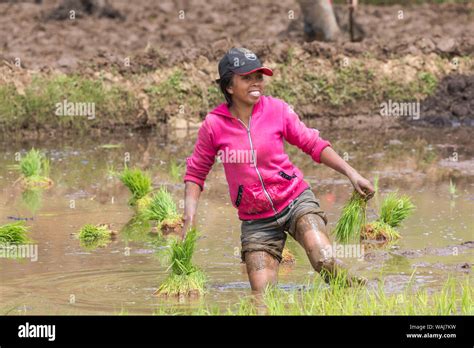 Africa Madagascar Near Antananarivo Woman Working In Muddy Rice Field Planting Rice Seedlings