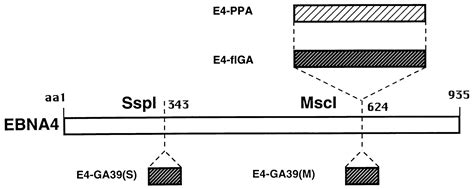 Inhibition Of Ubiquitin Proteasome Dependent Protein Degradation By The