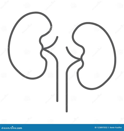 Pictogram De Anatomie En De Urologie Van De Nier Het Dunne Lijn Vector