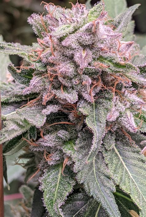 Dingleberry Kush Von South Bay Genetics Cannabis Sorten Infos