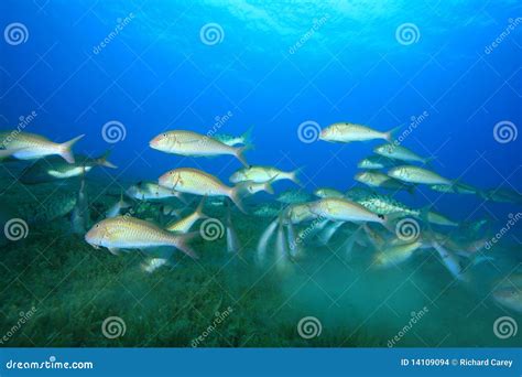 Shoal of Fish stock photo. Image of underwater, environment - 14109094