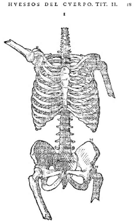 Figure From Leonardo Da Vinci S Anatomical Drawings And Juan De