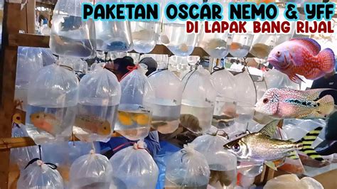 UPDATE HARGA PAKETAN OSCAR LOUHAN PASAR IKAN HIAS PARUNG YouTube