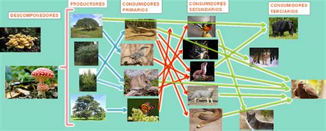 Biología IV 628 Práctica de la Mariposa monarca