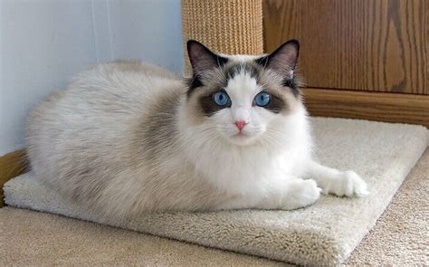 Ragdoll Cat Names: 300 Best Names for Ragdoll Cats | PetPress