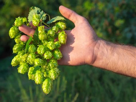 Hops Plant Harvesting When And How To Harvest Hops Gardening Know How