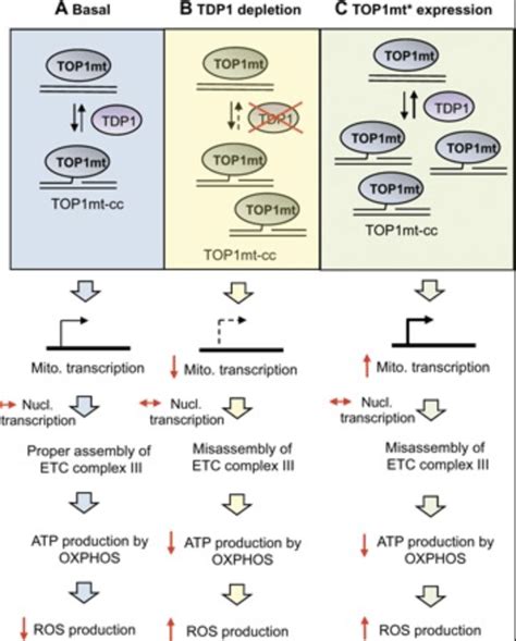 Mitochondrial Protein Linked Dna Breaks Perturb Mitochondrial Gene Transcription And Trigger