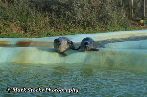 Mablethorpe Seal Sanctuary And Wildlife Centre by stocksie69 on DeviantArt