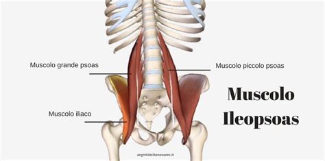 Psoas Cos Come Funziona E Problematiche Annesse