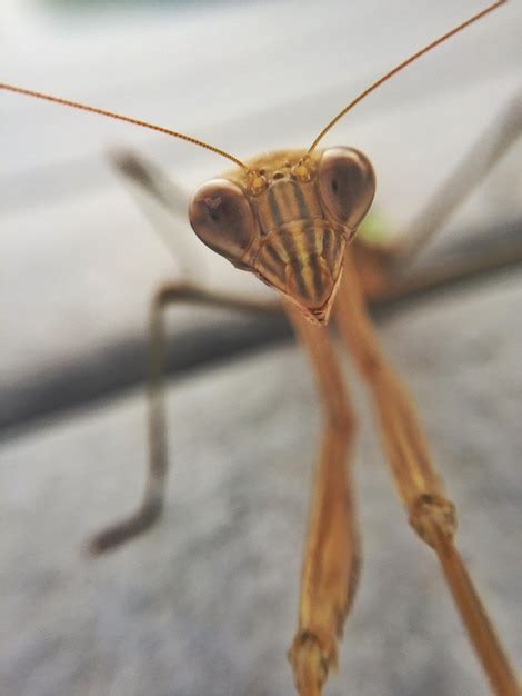 Premium Photo Close Up Of Praying Mantis