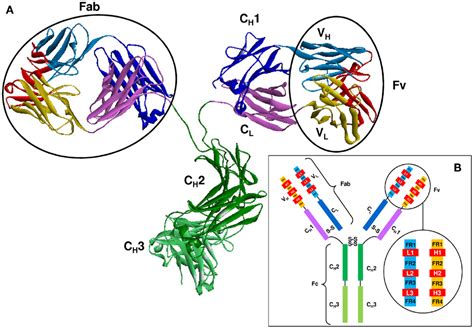 Frontiers The Structural Basis Of Antibody Antigen Recognition