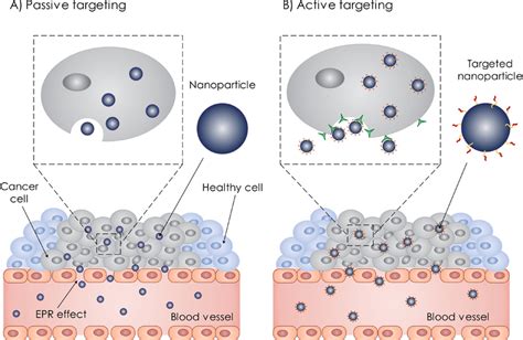 A Passive Drug Targeting By Enhanced Permeation And Retention Epr