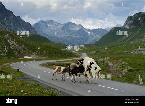 Preda copulating cows on the road over the Albula Pass Switzerland Graubünden, Grisons Albula ...