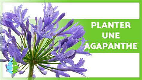 Entretien Des Agapanthes Comment Planter Une Agapanthe Et Bouture De