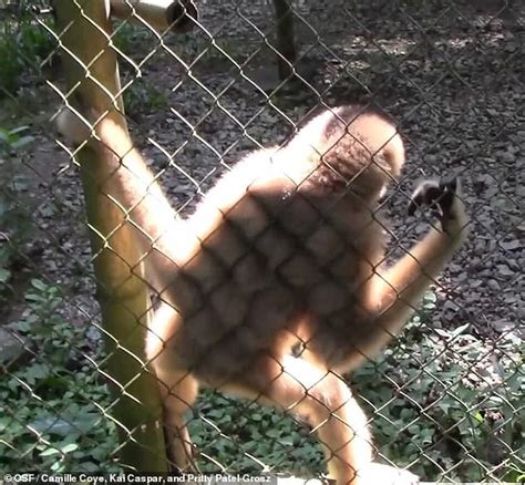 Groovy Gibbons! Hilarious Video Reveals How Apes Dance Just Like Humans - With Moves 'like A ...