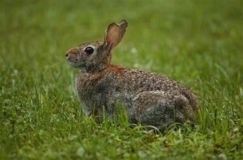 Eastern Cottontail Rabbit Wildlife Illinois