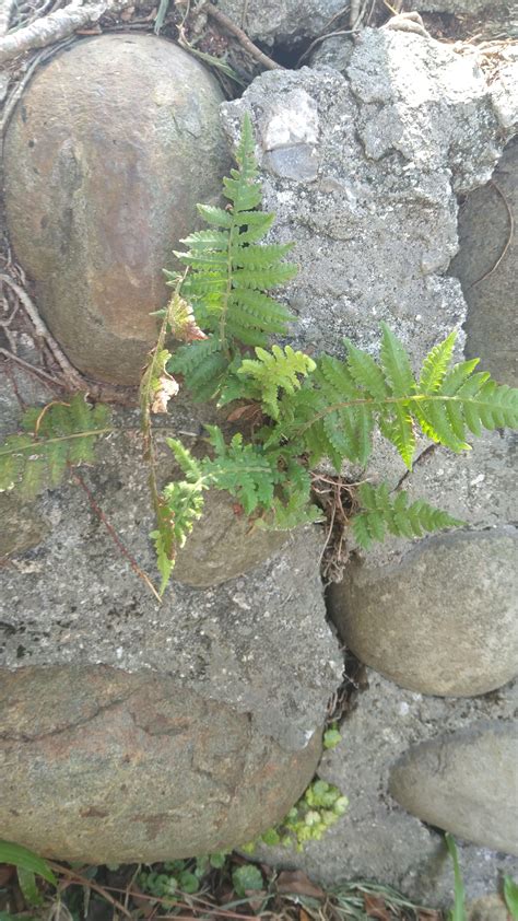 How to take small ferns from outdoors to keep at home? : r/ferns