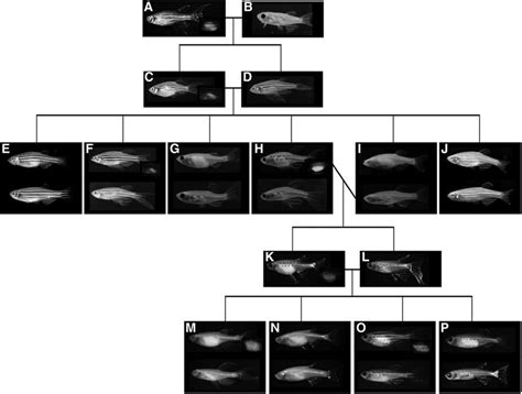 Schematic Of Development Of Transgenic Tg Zebrafish Lines With