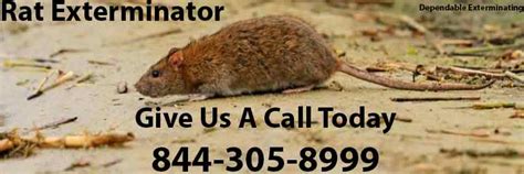 Rat Exterminator Rat Control Rat Killer Rats Rodents