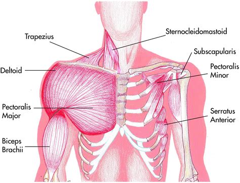 Shoulder Muscles Diagram Anterior Muscles Of The Pectoral Girdle And Images