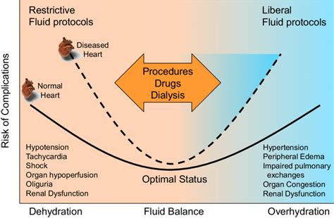 Components Of Fluid Balance Calculation And Fluid Distribution In The