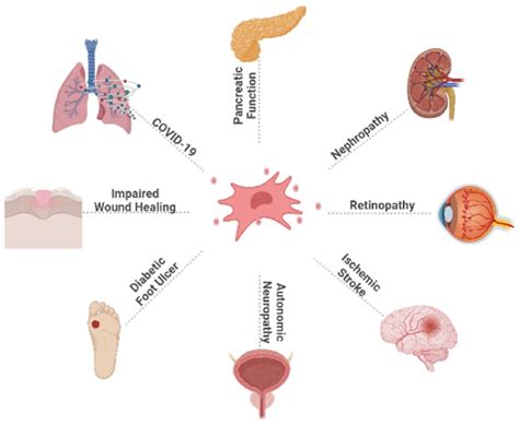 This Figure Illustrates The Broad Effect Of Huc Mscs On Dm And Its