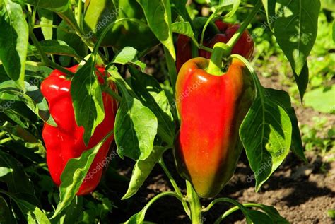 Paprika Pflanze - paprika plant 02 — Stock Photo © Kassandra2 #13183929