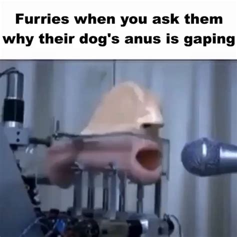 Furies When You Ask Them Why Their Dogs Anus Is Gaping Ifunny