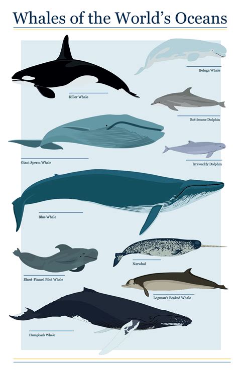 Whales of the World's Oceans | Types of whales, Kinds of whales, Whale species