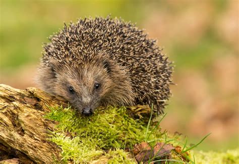 One Third of British Mammals are at Risk of Extinction – #TOGETHERBAND