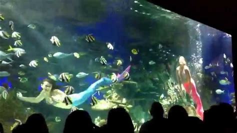 Mermaid Show At Ripleys Aquarium Of The Smokies Plus Baby Stingrays