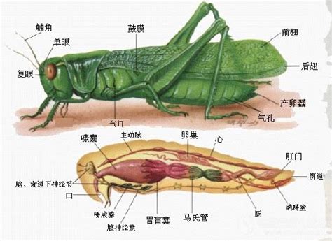 蝗虫翅膀结构图,蝗虫翅膀的分区 - 伤感说说吧