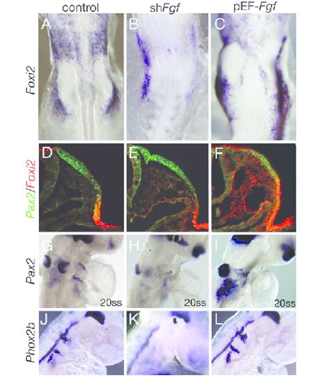 Epibranchial Development Is Modulated By Fgf Signalling A Chick