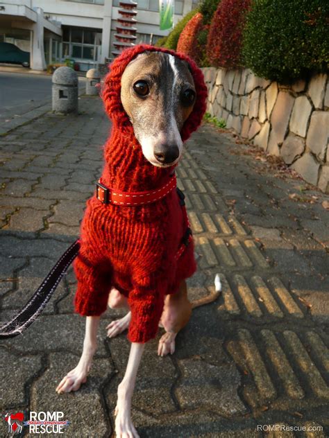 Italian Greyhounds Wearing Turtlenecks Romp Italian Greyhound Rescue