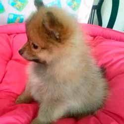 Pomerania Perros De Venta En Cuenca Cachorros De Criadero Super Pet