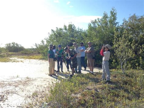 Shorebird Field Trip Sopi Birdscaribbean