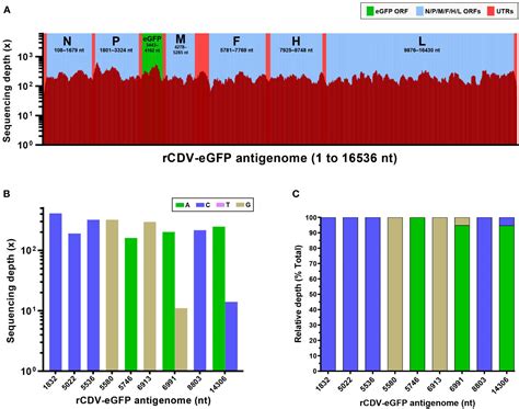 Frontiers Genomic Profile Of EGFP Expressing Canine Distemper Virus