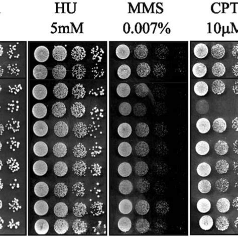 Effect Of Pmt Mutations On Sensitivity To Dna Damaging Agents Hu And