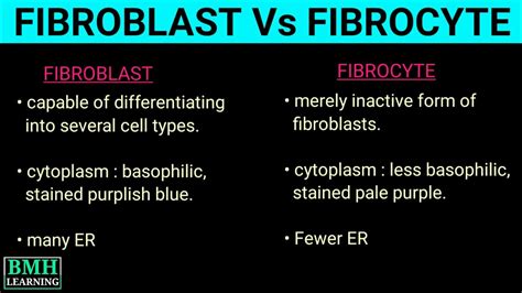 Fibroblast Vs Fibrocyte Microscopic Features Of Fibroblast And