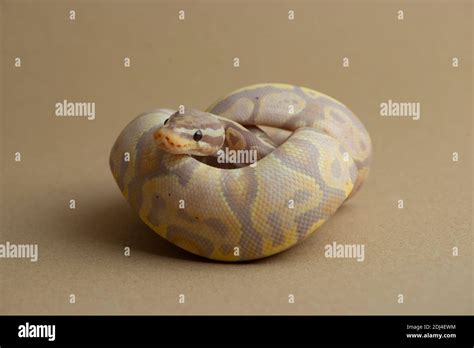 Snake Python Morphs