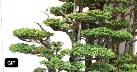 The Forest Bonsai Planted By Masahiko Kimura 9GAG