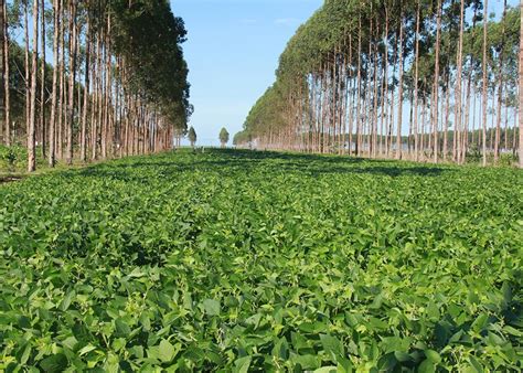 Lavoura Pode Manter Produtividade Mesmo Rvores Crescidas Em